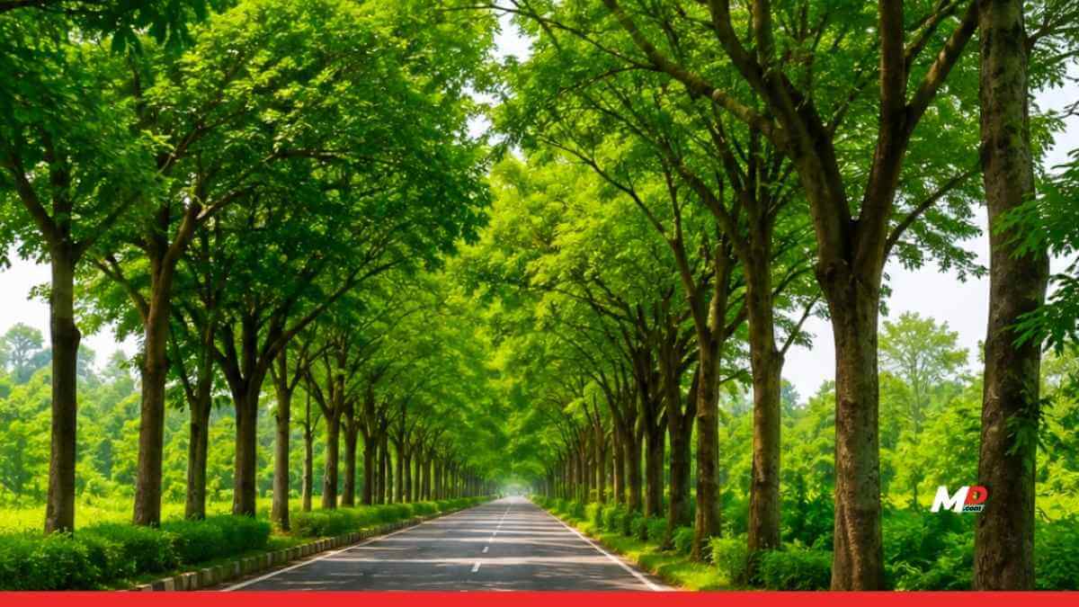Boost to Forest Cover: Tree Plantation and Block Afforestation Drive Set