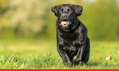 Bengaluru Startup Explores Dogs’ Ability to Detect Cancer