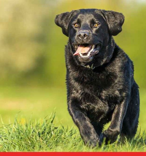Bengaluru Startup Explores Dogs’ Ability to Detect Cancer