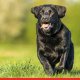 Bengaluru Startup Explores Dogs’ Ability to Detect Cancer