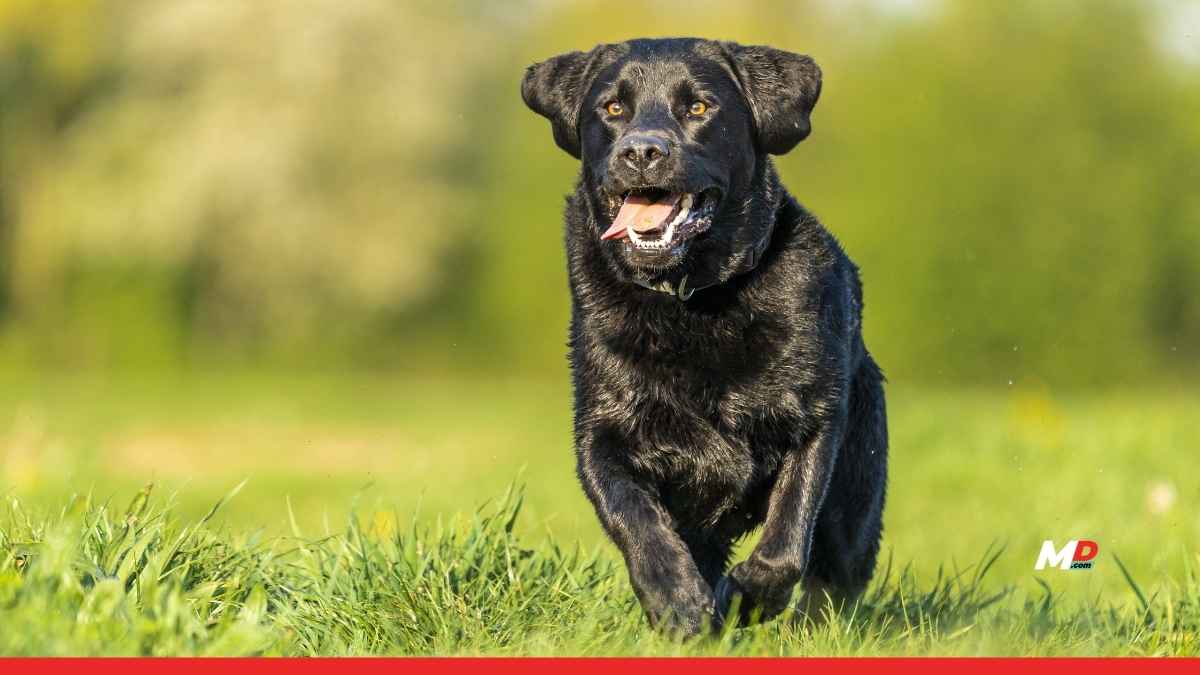 Bengaluru Startup Explores Dogs’ Ability to Detect Cancer