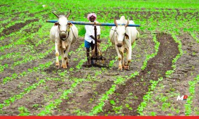 Major Relief for Rain-Hit Farmers; Maharashtra Approves 23.33 Crore Aid
