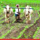 Major Relief for Rain-Hit Farmers; Maharashtra Approves 23.33 Crore Aid