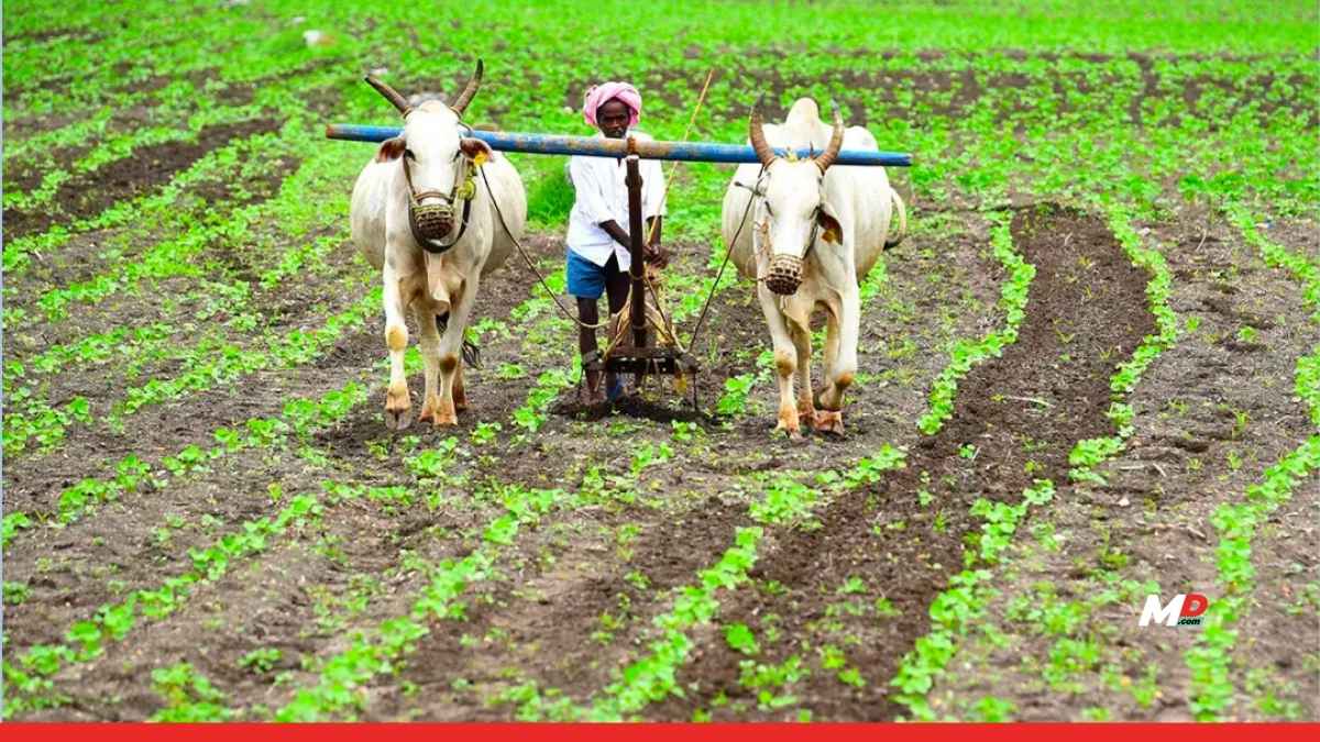 Major Relief for Rain-Hit Farmers; Maharashtra Approves 23.33 Crore Aid