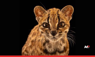 Meet Tilcayo: Bolivia’s First New Cat Species in 100 Years
