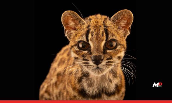 Meet Tilcayo: Bolivia’s First New Cat Species in 100 Years