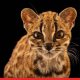 Meet Tilcayo: Bolivia’s First New Cat Species in 100 Years