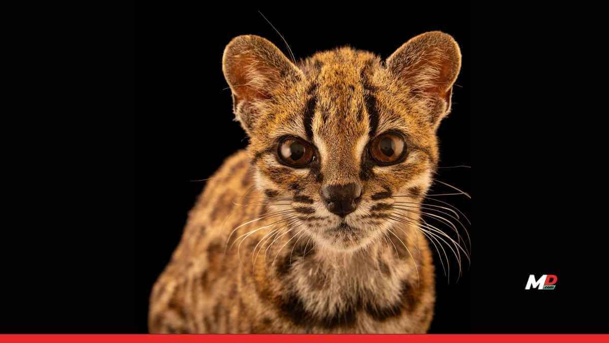 Meet Tilcayo: Bolivia’s First New Cat Species in 100 Years